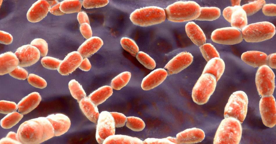 Bladder infection: Germ Streptococcus