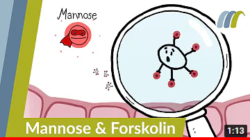 Goodbye UTI: Forskolin and D-Mannose against bacteria
